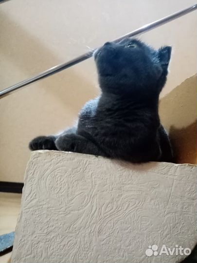 Кошка в дар