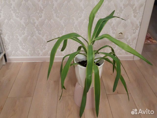 Пальма юкка