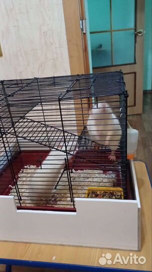 Крыса с клеткой бесплатно