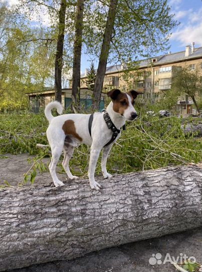 Джек Рассел терьер. Вязка