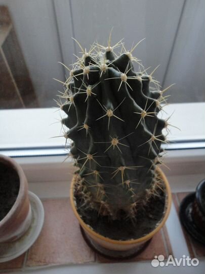 Большой кактус