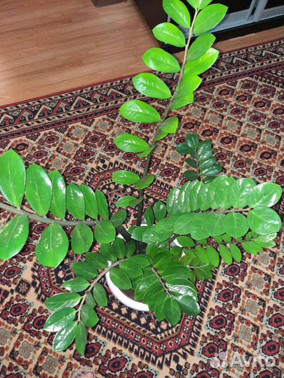 Замиокулькас