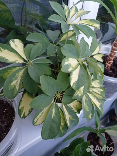 Шефлера пятнистая