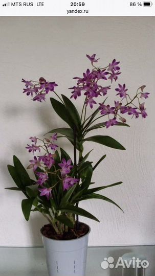 Орхидеи