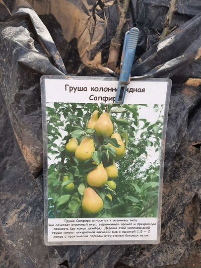 Участок 5,2 сот. (ИЖС)