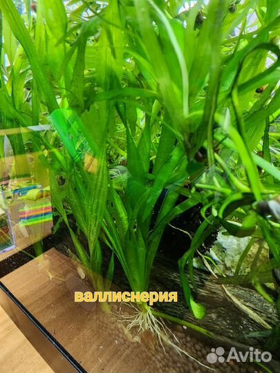 Аквариумные растения