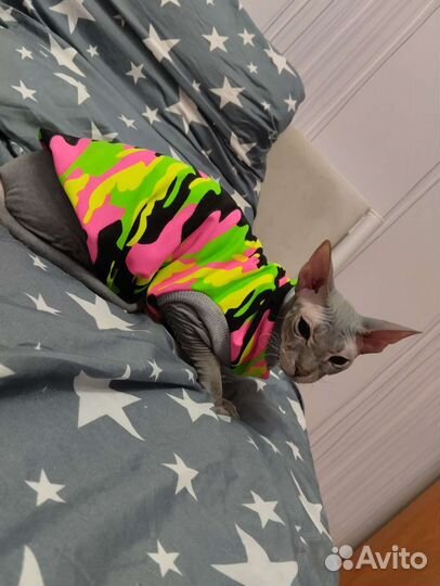 Кошка сфинкс