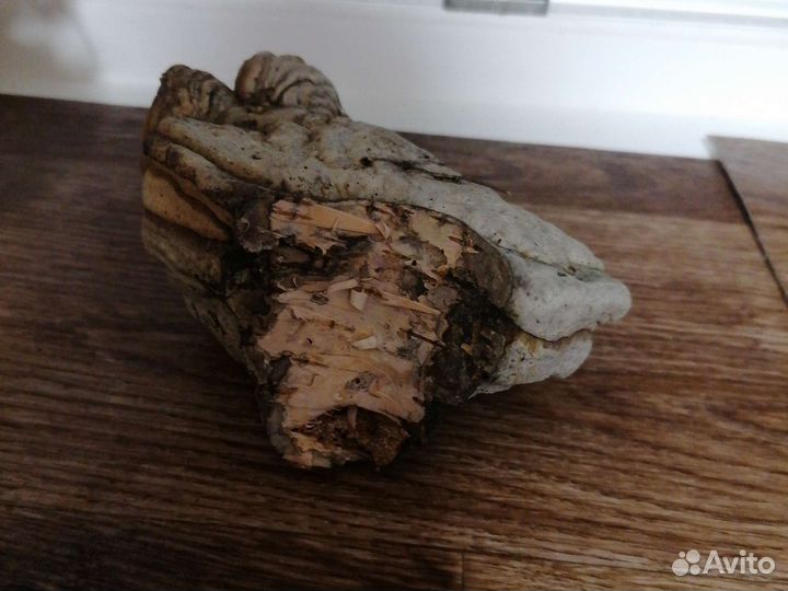 Чага березовая