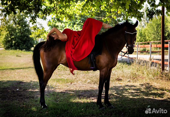 Кобыла в аренду мо