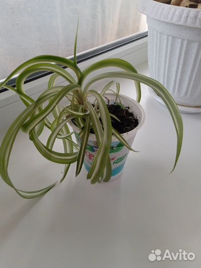 Хлорофитум кудрявый