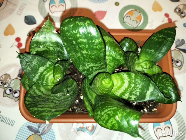 Сансевиерия ханни