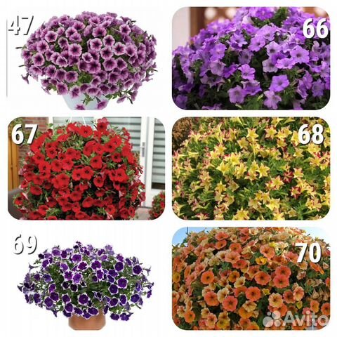 Петуния вегетативная и семенная купить в Москве | Товары для дома и ...