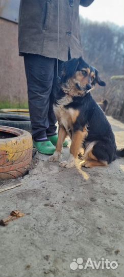 Собака обработан