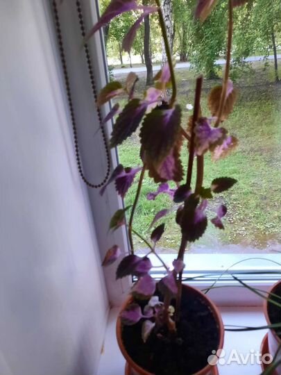 Комнатные растения колеус (крапивка)