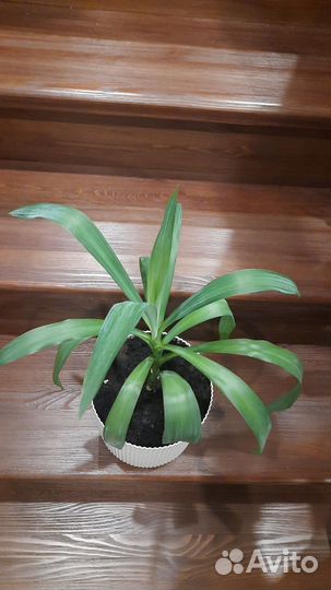 Пальма Юкка