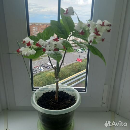 Клеродендрум госпожи Томпсона