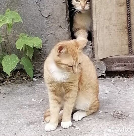 Котенок мальчик ищет дом или передержку