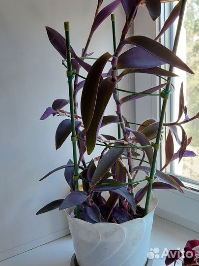Традесканция фиолетовая