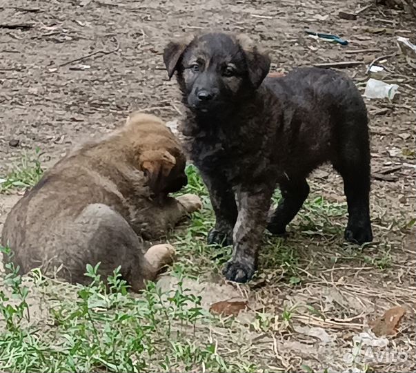 Щенки бесплатно