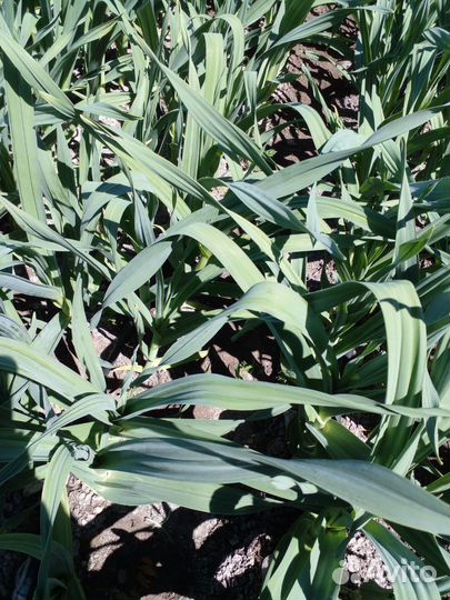 Чеснок и детка Рокамболь