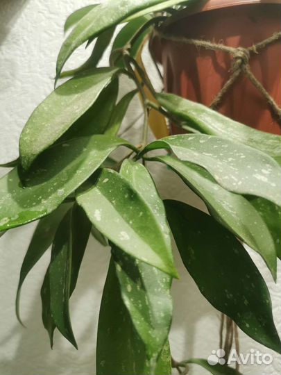 Хойя на срез и не только