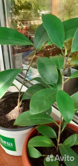 Фикусы Микрокарпа Мокламэ