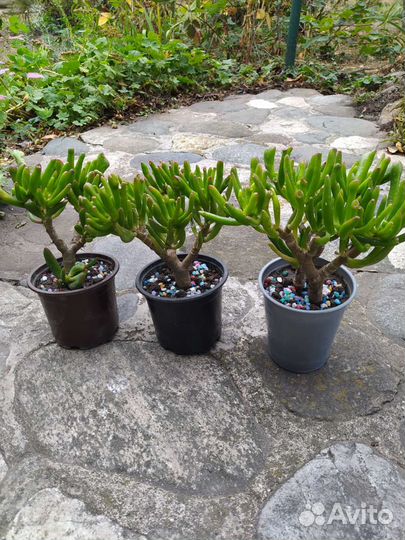 Суккуленты