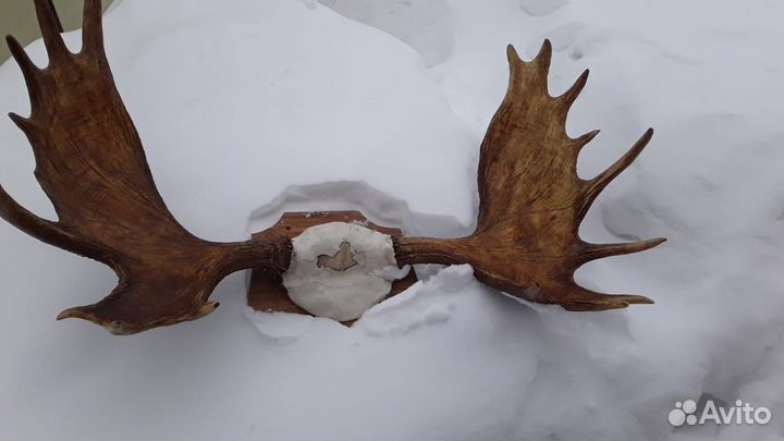 Продаю рога лося