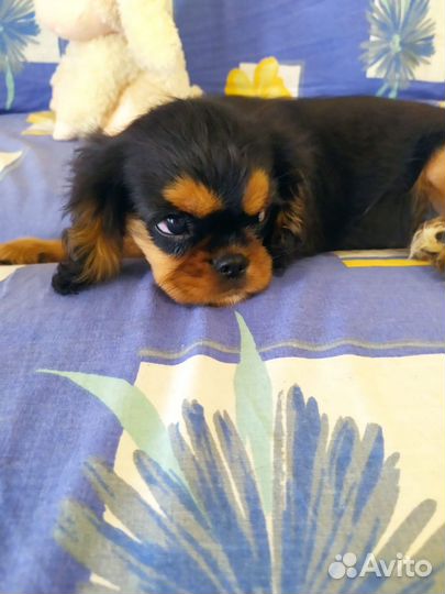 Кавалер Кинг Чарльз спаниель