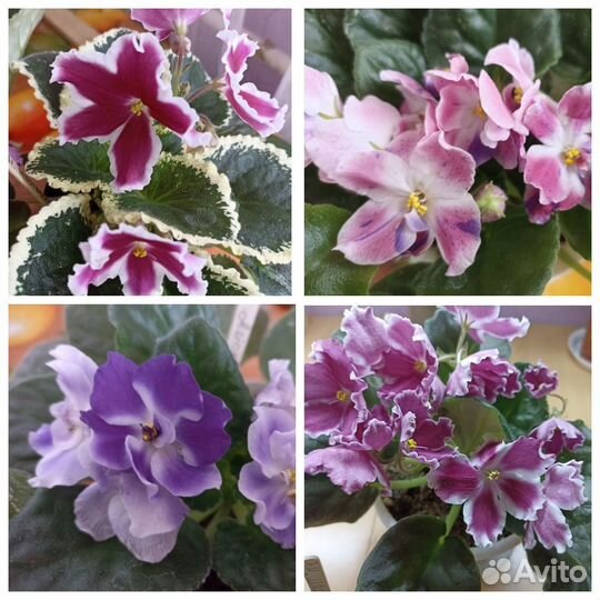 Лист сортовых фиалок