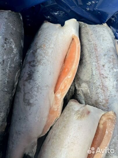 Семга, форель (Чили )