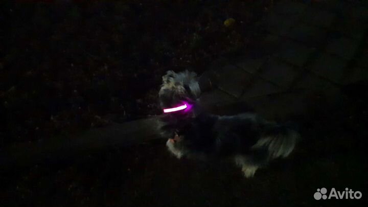 Новогодний ошейник для вашего питомца