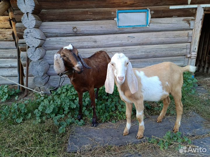 Англо нубийская коза и козлик