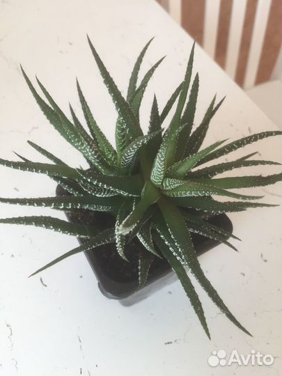 Хавортия полосатая