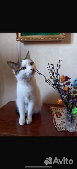 Кот в добрые руки