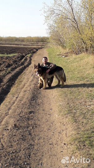 Кобель на вязку