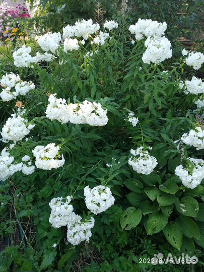 Садовые многолетники