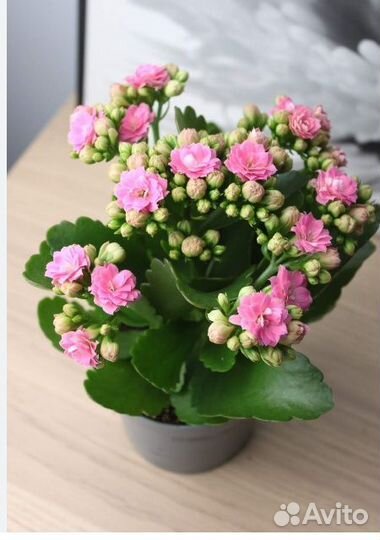 Каланхоэ цветущий