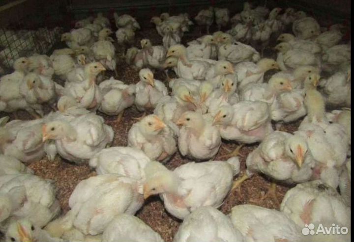 Цыплята