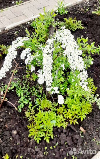 Декоративные кустарники. Пионы