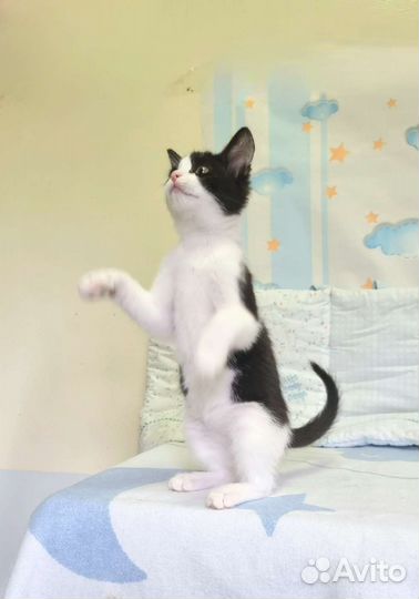 Молли 2 месяца, привита, горшок на 5+