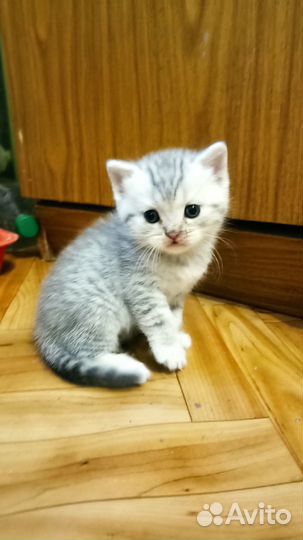 Шотландские котята