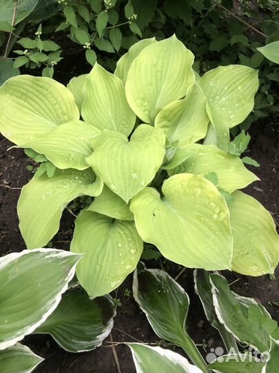 Саженцы хосты