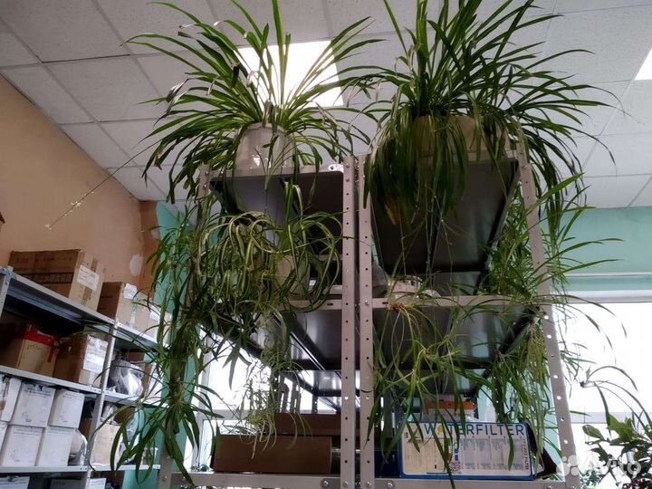 Хлорофитум