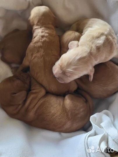Щенки английского кокер спаниеля