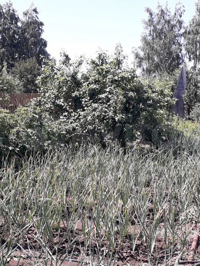 Участок 5 сот. (СНТ, ДНП)