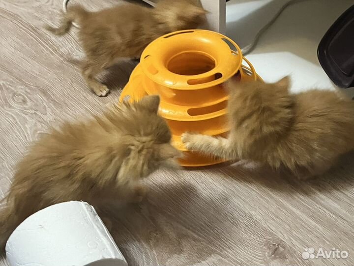 Котята рыжие