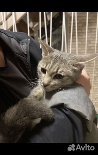 Котенок,девочка,возраст не знаем,британка