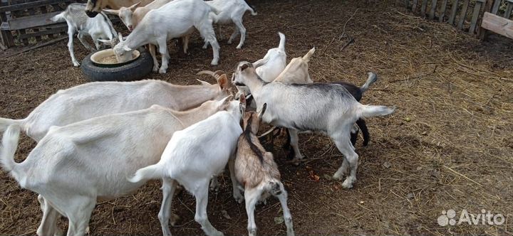 Продам козлят