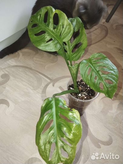 Монстера фридрихшталя